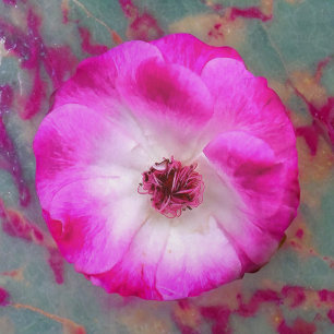 Pink Iceberg Roses Round Cushion
