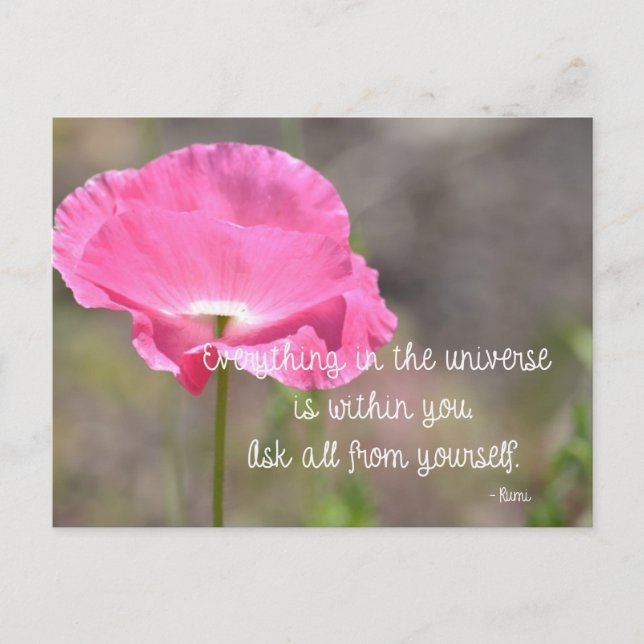 Pink Iceland Poppy Flower Postcard (Front)