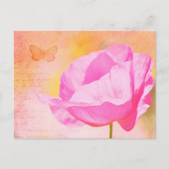 Pink Iceland Poppy Postcard (Front)