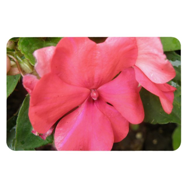 Pink Impatiens Flower Macro Premium Magnet (Horizontal)