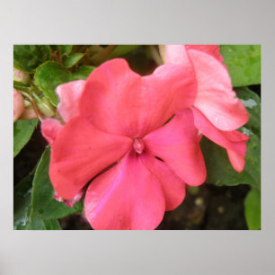 Pink Impatiens Flower Macro Print