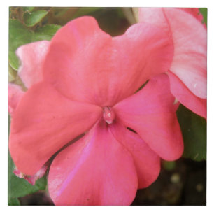 Pink Impatiens Flower Macro Tile