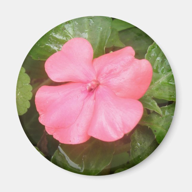 Pink Impatiens Flower Magnet (Front)