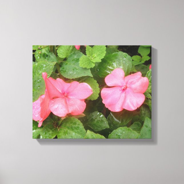 Pink Impatiens Flowers Canvas Print (Front)