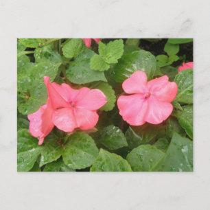 Pink Impatiens Flowers Postcard
