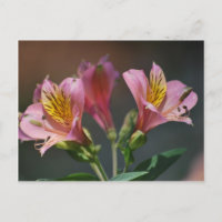 Pink Inca Lily flowers and meaning