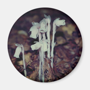 Pink Indian Pipe Wildflowers Nature Magnet