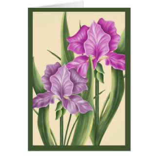 Pink Iris