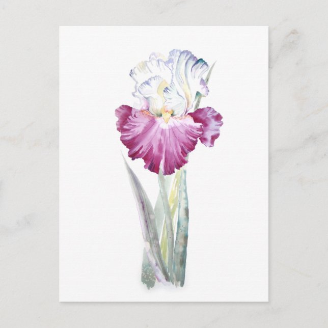 Pink Iris Postcard (Front)