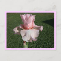 Pink Iris