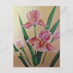 Pink Iris Postcard