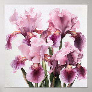 Pink Irises Flower Art Print Poster