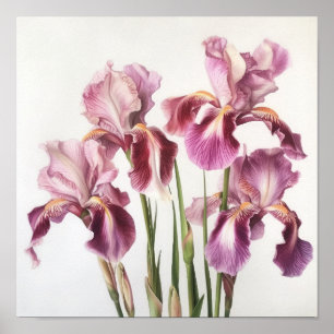 Pink Irises Flower Art Print Poster
