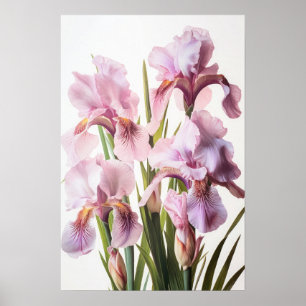 Pink Irises Flower Art Print Poster
