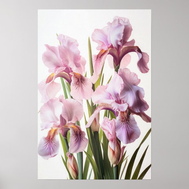 Pink Irises Flower Art Print Poster (Front)