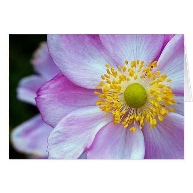 Pink "Japanese Anemone" (Front Horizontal)