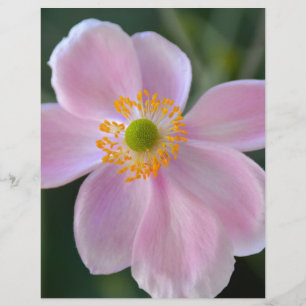Pink japanese anemone flower