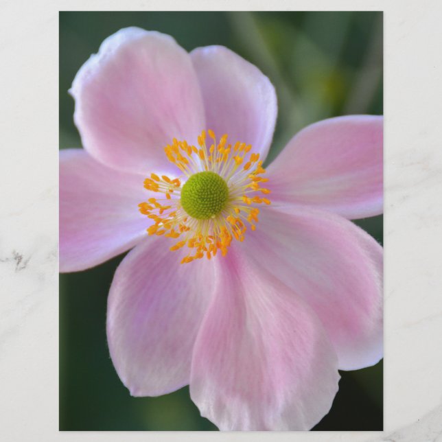 Pink japanese anemone flower (Front)