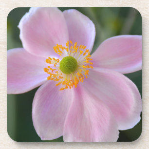 Pink japanese anemone flower coaster