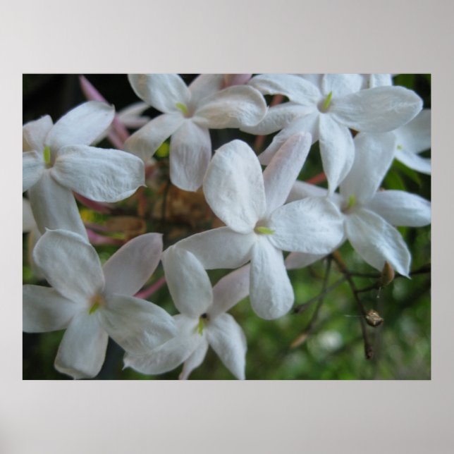 Pink Jasmine Flowers Poster (Front)