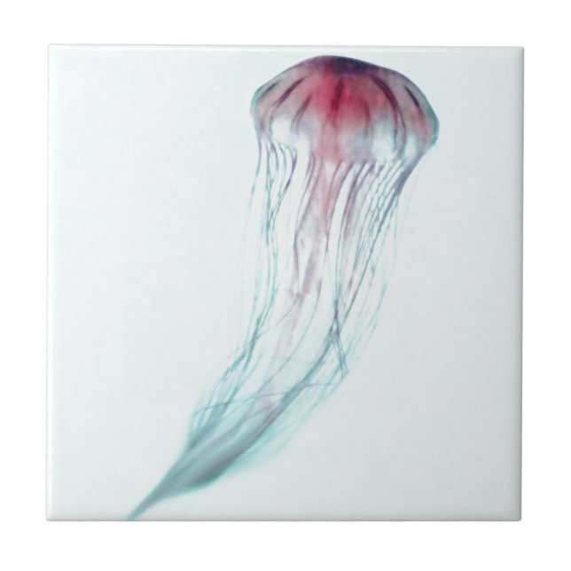 Pink Jellyfish on Light Aqua Blue Green Tile (Front)