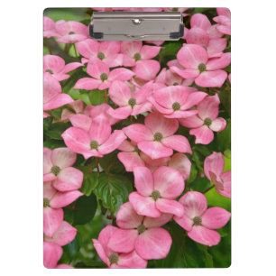 Pink kousa dogwood flowers clipboard