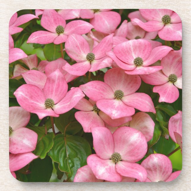 Pink kousa dogwood flowers print coaster (Front)