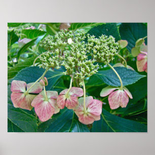 Pink Lace-Cap Hydrangea Blossoms - Poster