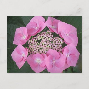 Pink Lace Cap Hydrangea Postcard