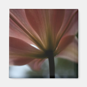Pink Lady Magnet