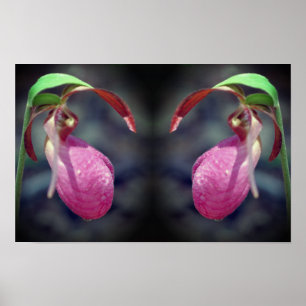 Pink Lady Slipper Orchid Flower Mirror Abstract Poster