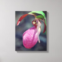 Pink Lady Slipper Orchid Raindrop