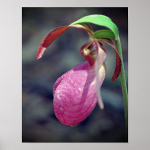 Pink Lady Slipper Orchid Raindrop Poster