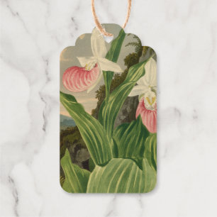 Pink Lady Slipper Vintage Floral Orchid Botanical Gift Tags