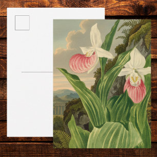 Pink Lady Slipper Vintage Floral Orchid Botanical Postcard