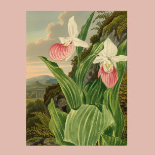 Pink Lady Slipper Vintage Floral Orchid Botanical Poster