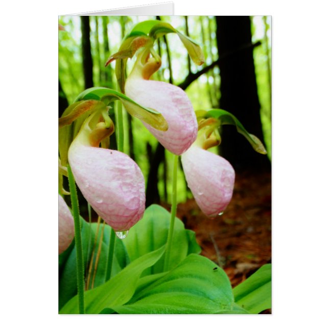 Pink Lady Slipper wild Orchid (Front)