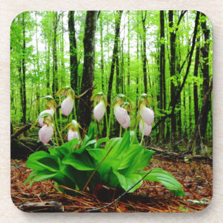 Pink Lady Slipper wild Orchid Coaster