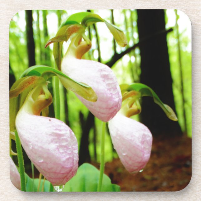 Pink Lady Slipper wild Orchid Coaster (Front)