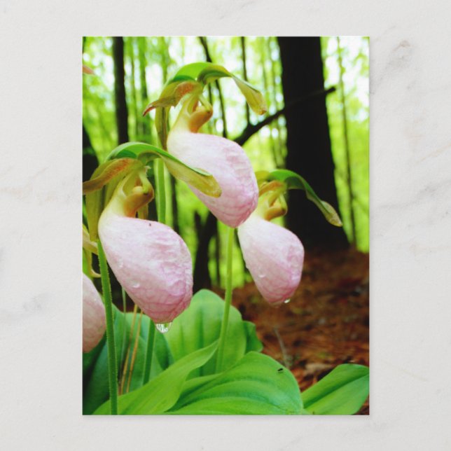 Pink Lady Slipper wild Orchid Postcard (Front)