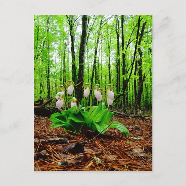 Pink Lady Slipper wild Orchid Postcard (Front)