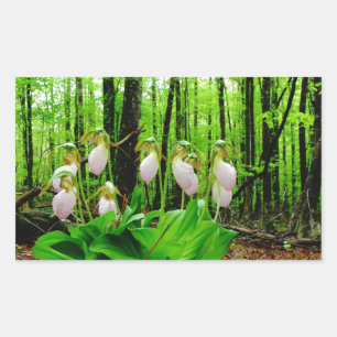 Pink Lady Slipper wild Orchid Rectangular Sticker
