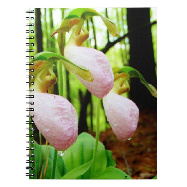Pink Lady Slipper wild Orchid Spiral Notebook (Front)