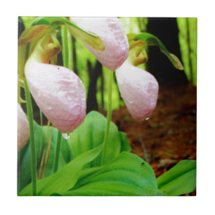 Pink Lady Slipper wild Orchid Tile