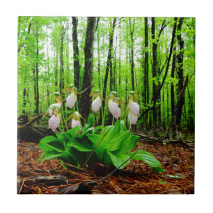 Pink Lady Slipper wild Orchid Tile