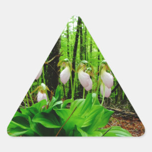 Pink Lady Slipper wild Orchid Triangle Sticker