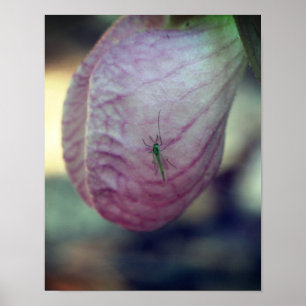 Pink Lady Slipper With Visiting Green Insect Poster
