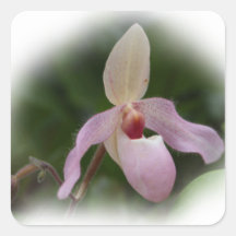 Pink Lady's Slipper Orchid