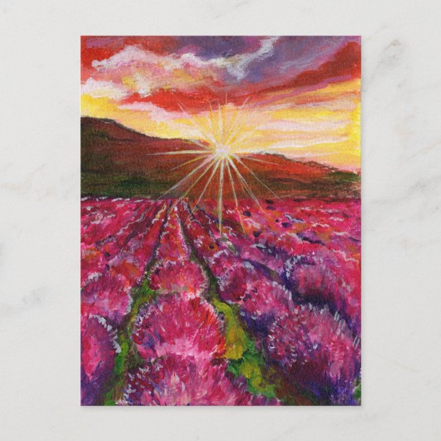 Pink Lavender Field France Provance Holiday Postcard (Front)