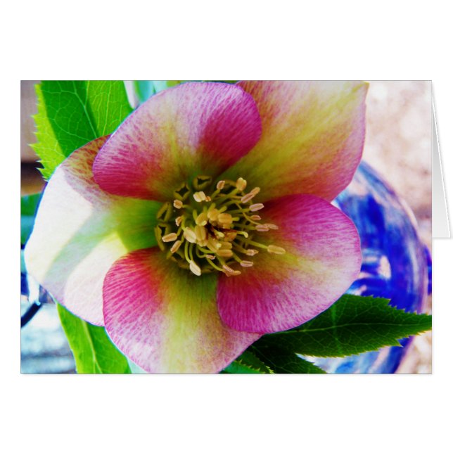 Pink Lenten Rose, (Front Horizontal)
